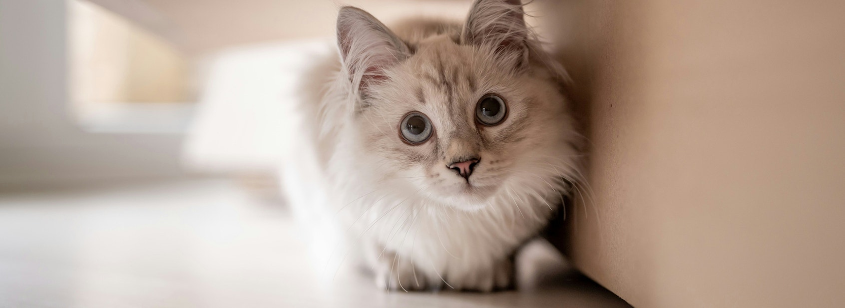 Create Treating Moments With Your Cat - Desktop