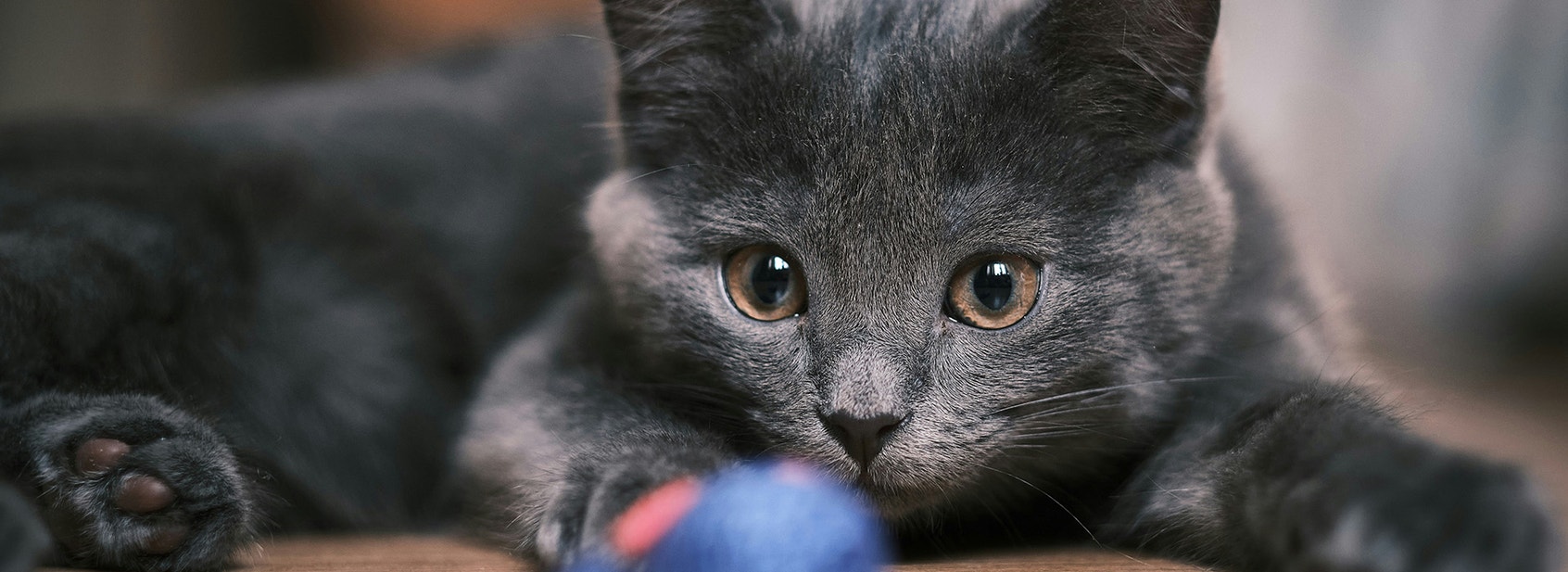 Giving Your Cat An Enriched Life - Desktop