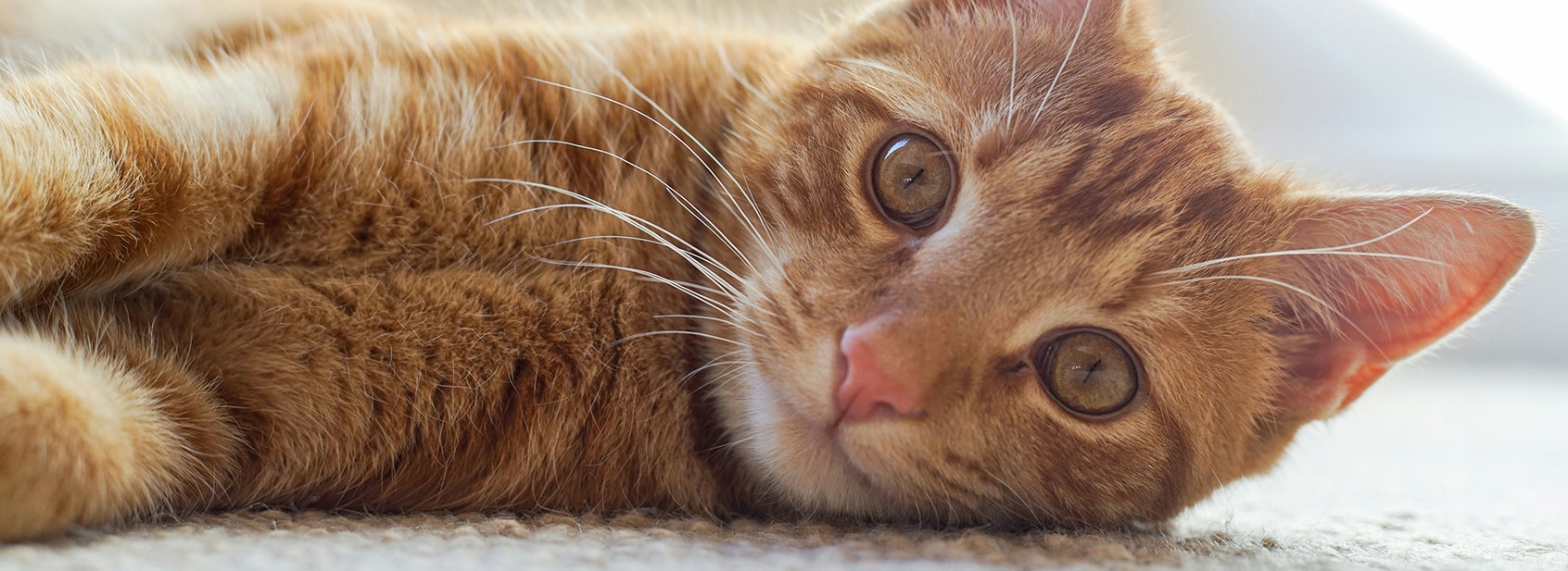 Gifting For Cats - Desktop