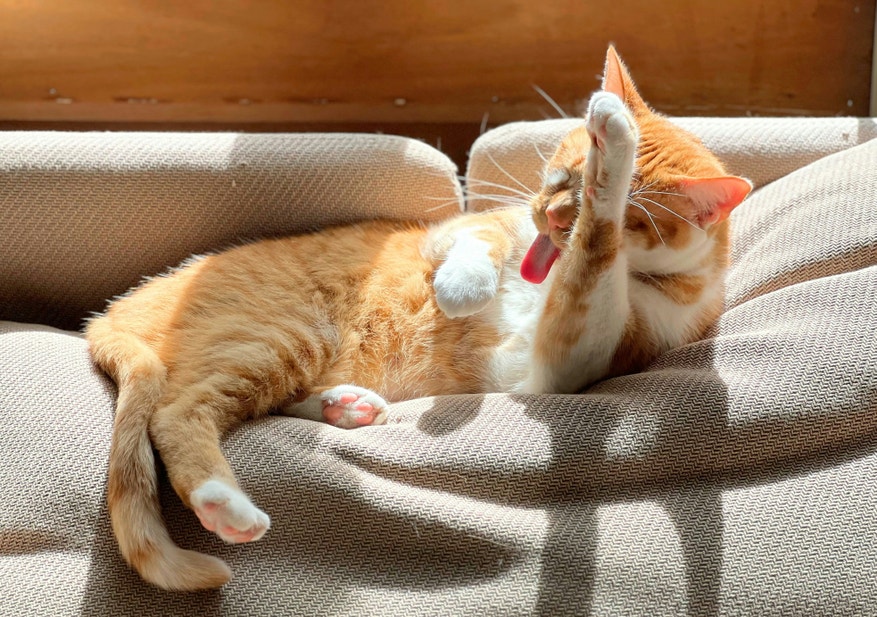 Orange cat lying down licking it's paws 