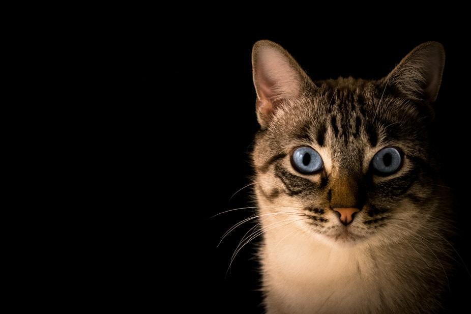 Cat awake at night time