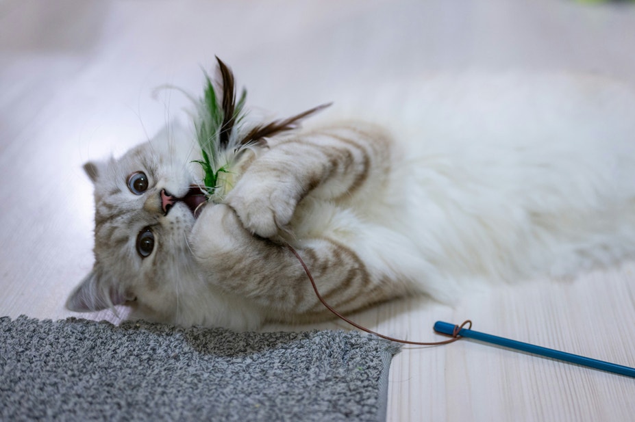 Cat playing with feather toy
