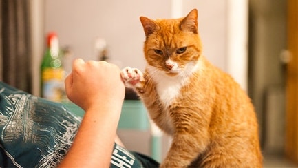 5 Weird Cat Behaviors Explained