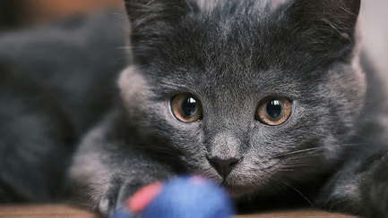 Giving Your Cat An Enriched Life