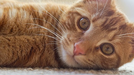 Gifting For Cats