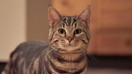 Why Cats Love Treats