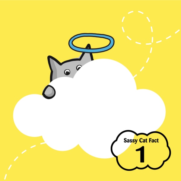 Sassy Cat Fact 1