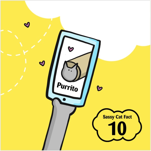 Sassy Cat Fact 10