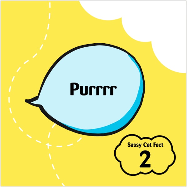 Sassy Cat Fact 2
