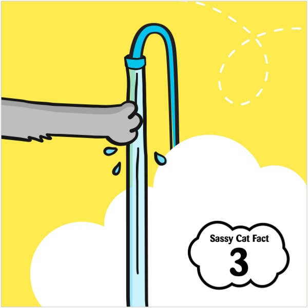 Sassy Cat Fact 3