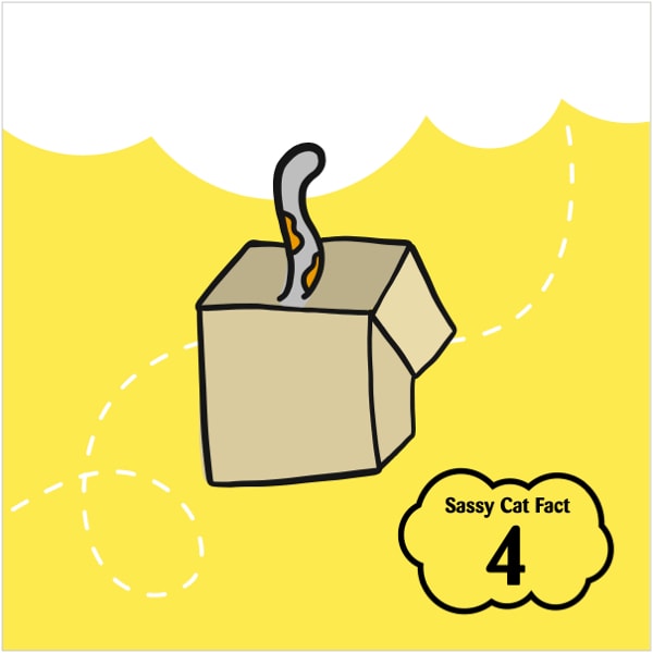 Sassy Cat Fact 4