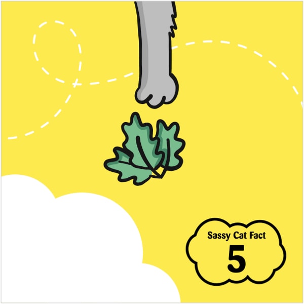 Sassy Cat Fact 5