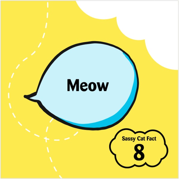 Sassy Cat Fact 8