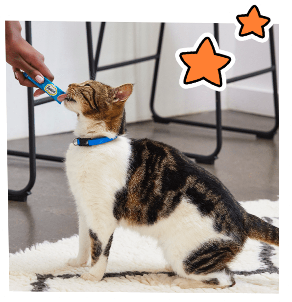 Who Would Love Our Lickable Cat Treats?