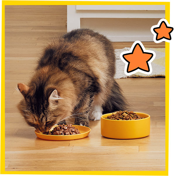 brown cat eating temptations wet cat food