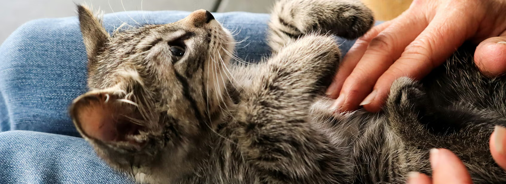 How To Make Your Cat Like You